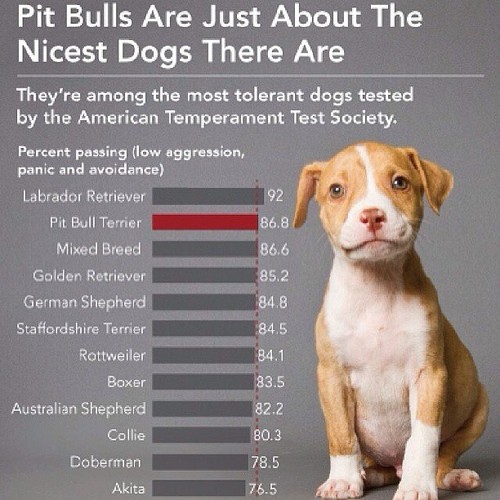 Are Pit Bulls Really That Dangerous? — Science Leadership Academy @ Center  City