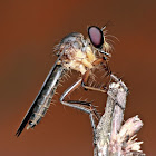 Robber Fly