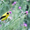 American Goldfinch - Male