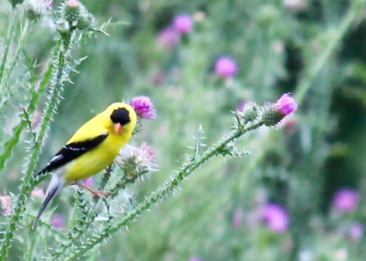 American Goldfinch - Male