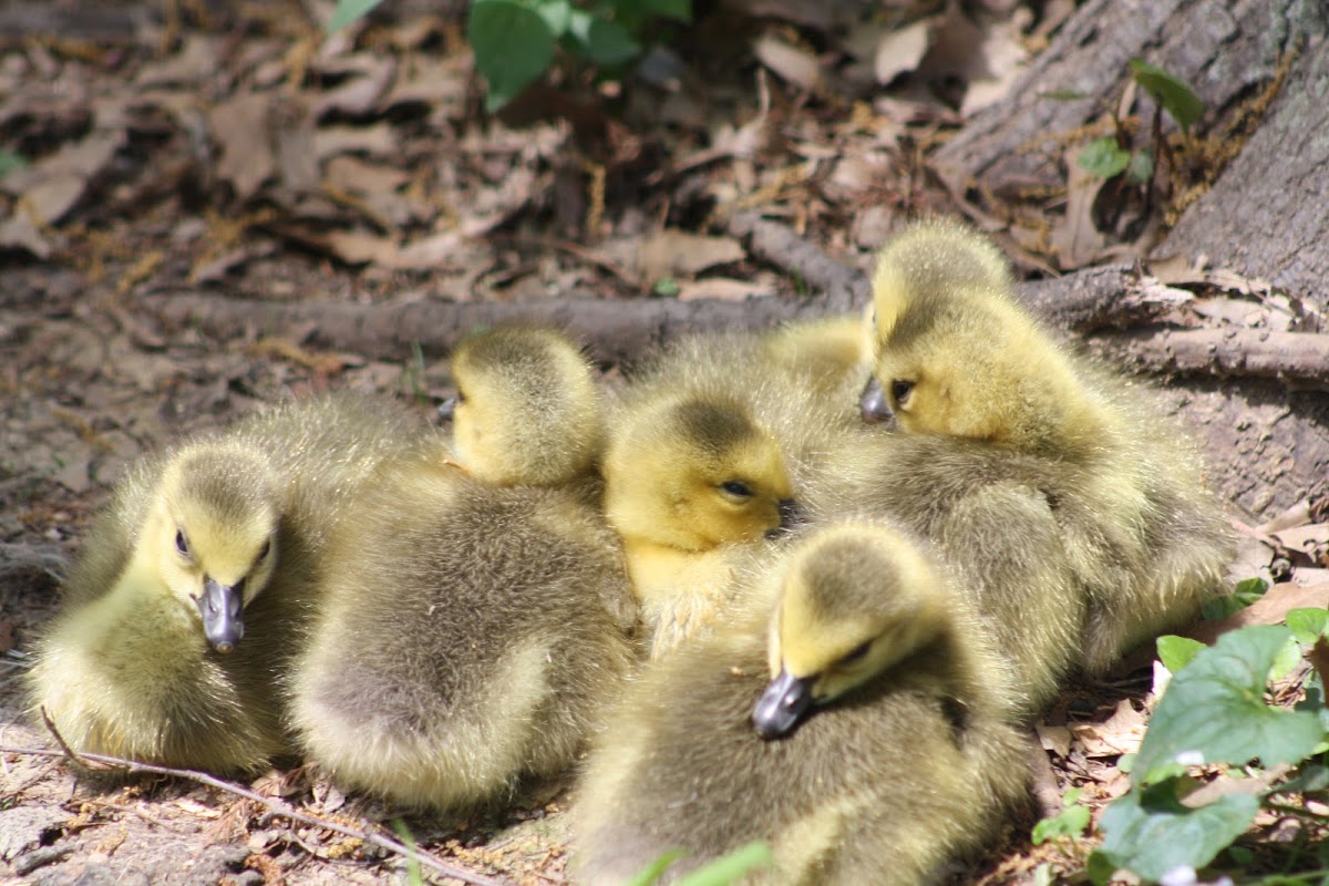 Canada Goose - Goslings