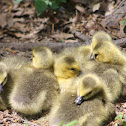 Canada Goose - Goslings