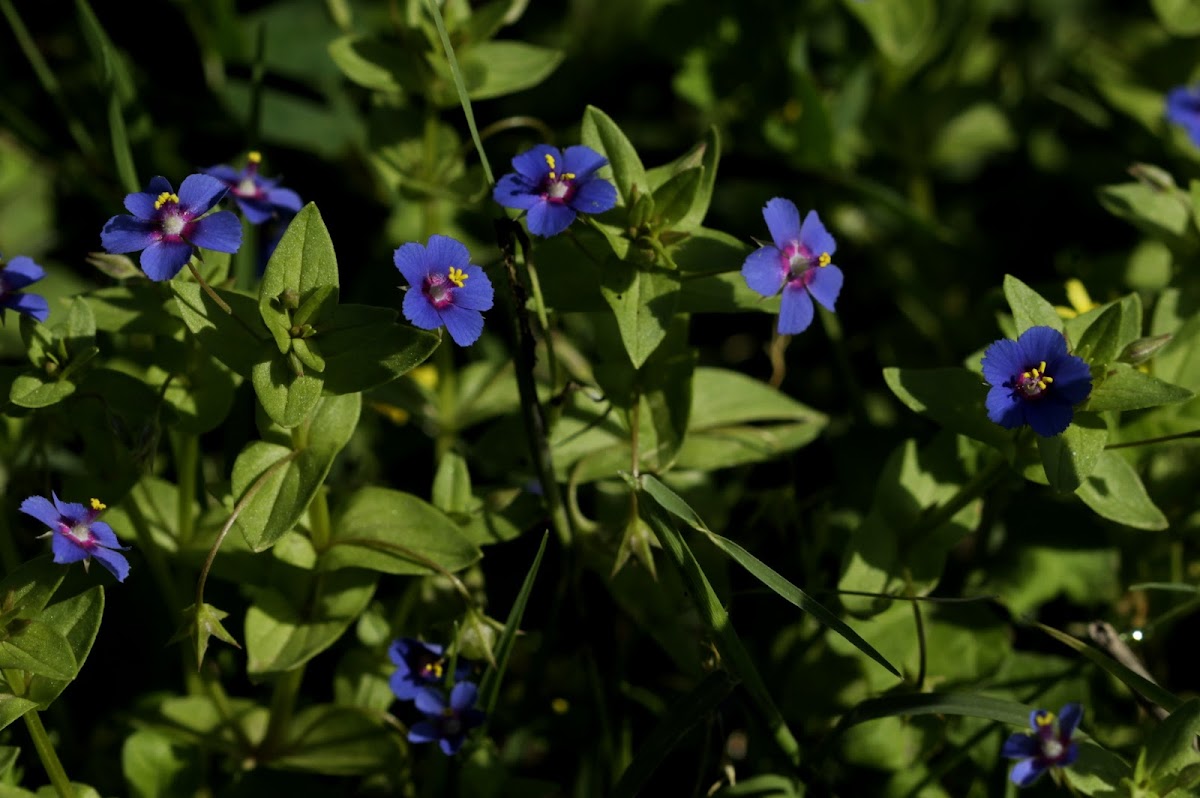 Scarlet pimpernel