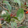 Northern Cardinal