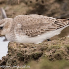 Dunlin; Correlimos Común