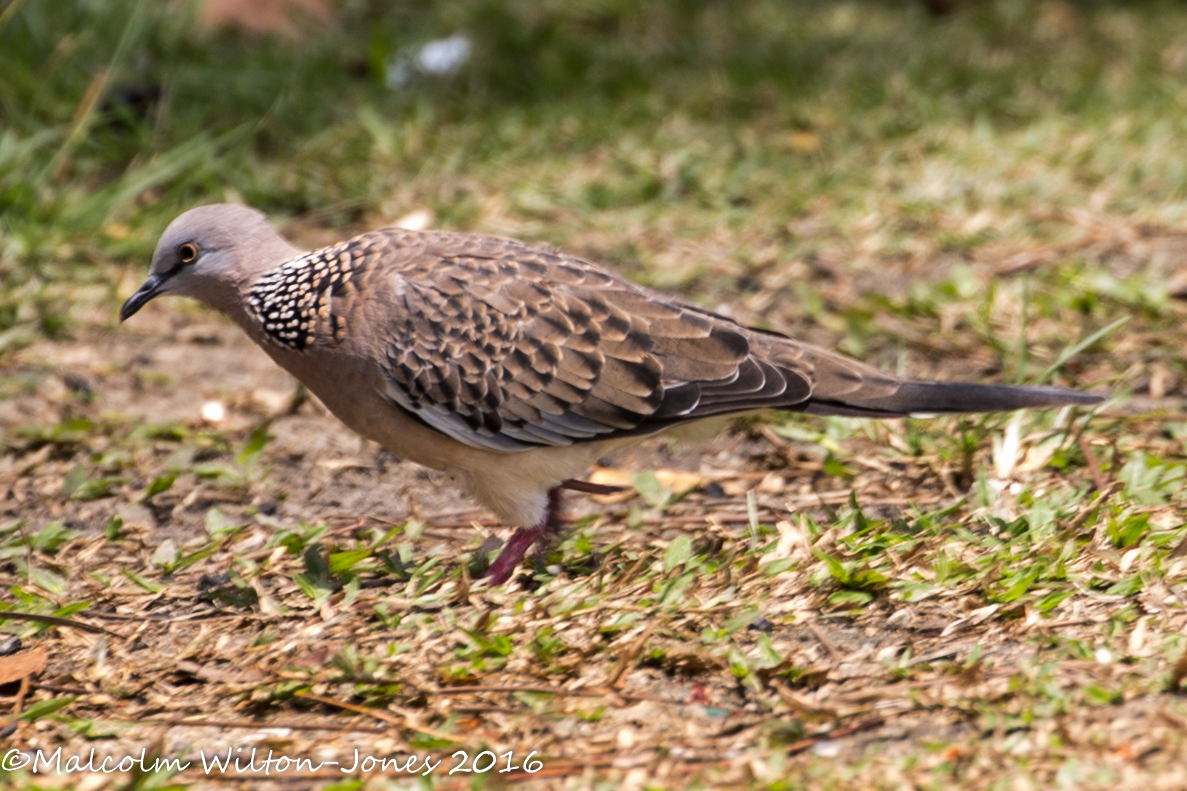 Spotted Dove