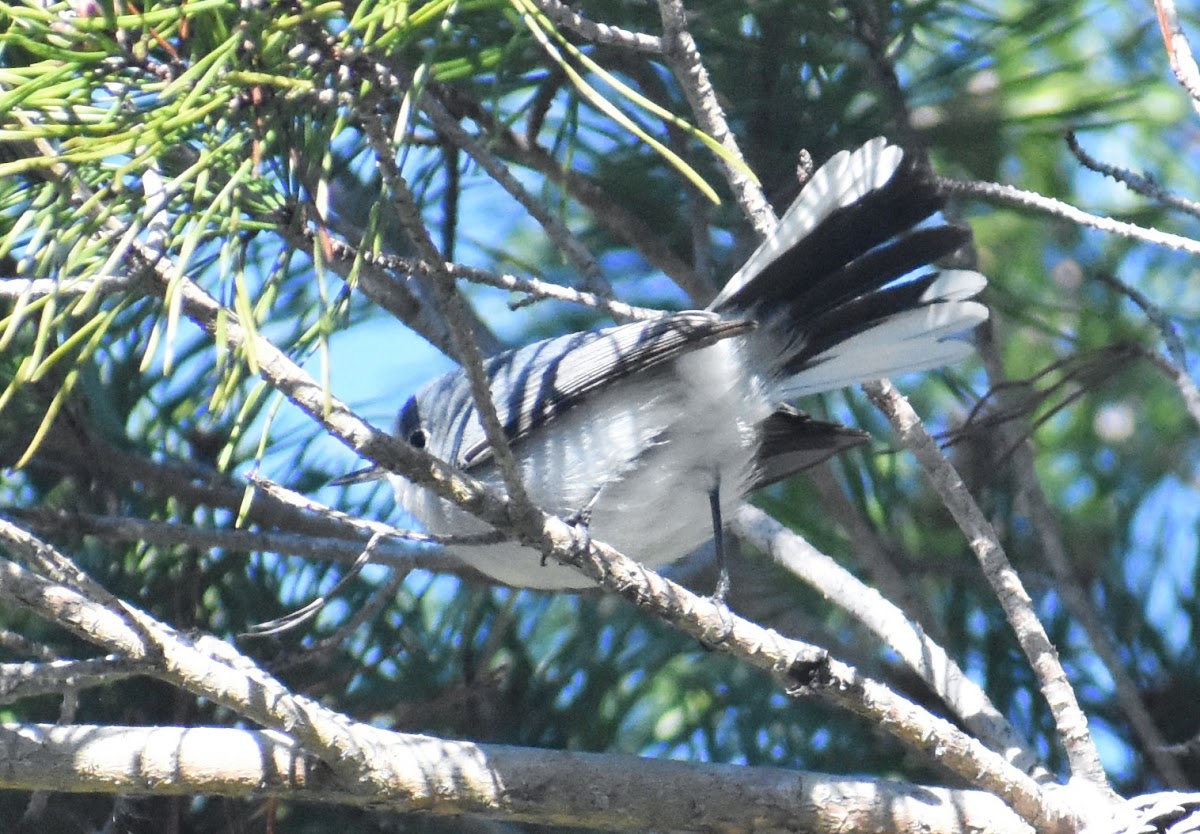 Blue-gray gnatcatcher