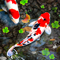 Koi Fish Live Wallpapers HD