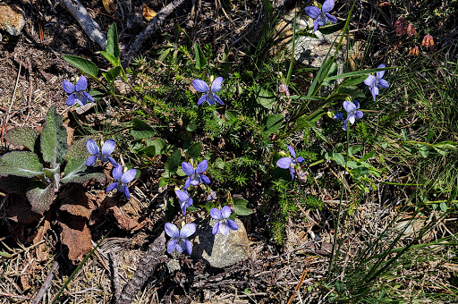 Viola lactea