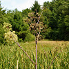 Purplestem Angelica