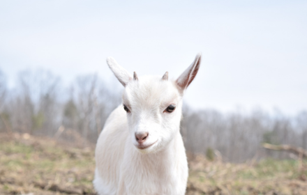 White goat small promo image
