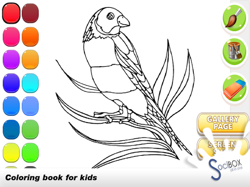 Parrot Coloring Book