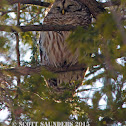 Barred owl