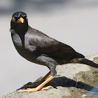 Common mynah