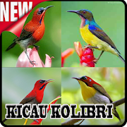 Kicau Kolibri Master mp3  Icon