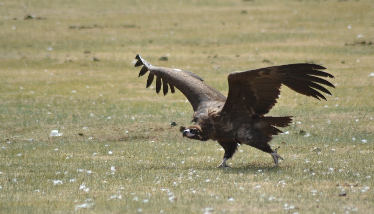 cinereous vulture