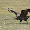 cinereous vulture