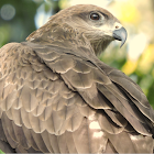 Black kite