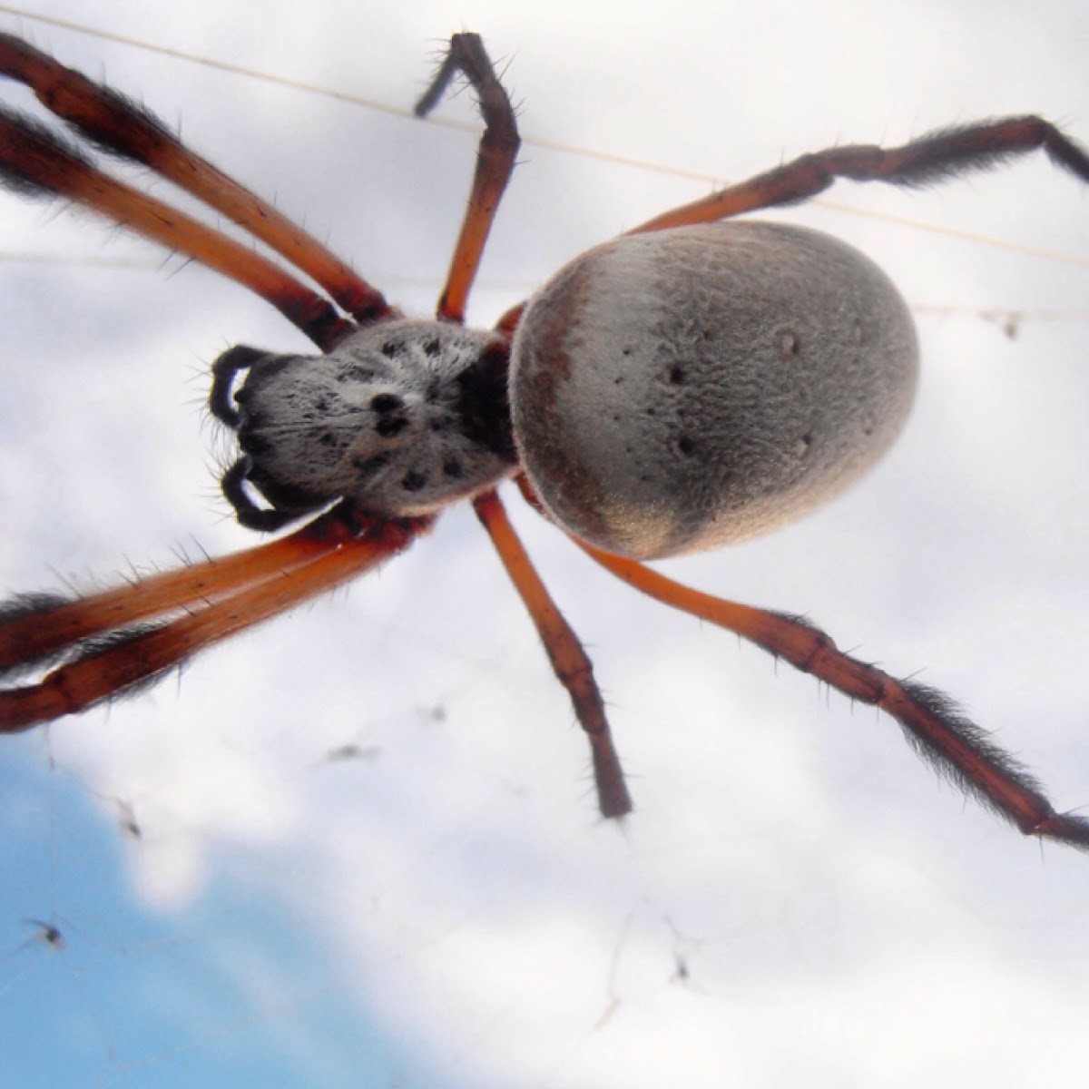 Golden orb weaver spider