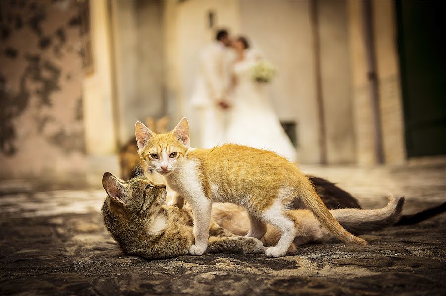 Bryllupsfotograf Fortunato Caracciolo (fcaracciolo). Foto fra marts 2 2015