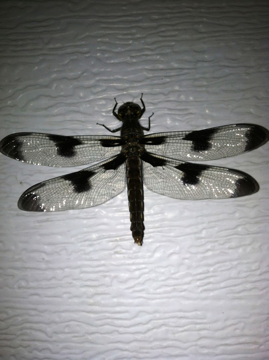 12-Spotted Skimmer