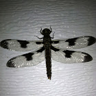 12-Spotted Skimmer