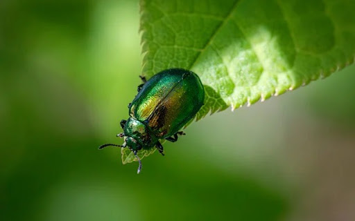 BUG Theme Preview 1