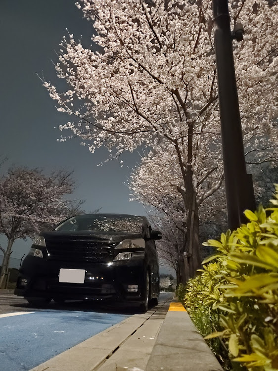 ヴェルファイアのヴェルファイア愛・桜とコラボ🌸・カメラ上手くなりたい・一眼レフ欲しい・夜桜に関するカスタム事例の投稿画像1枚目