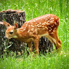 White-tailed deer (fawn)