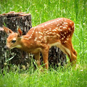 White-tailed deer (fawn)