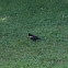 Red winged black bird