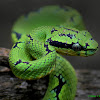 Green pit viper