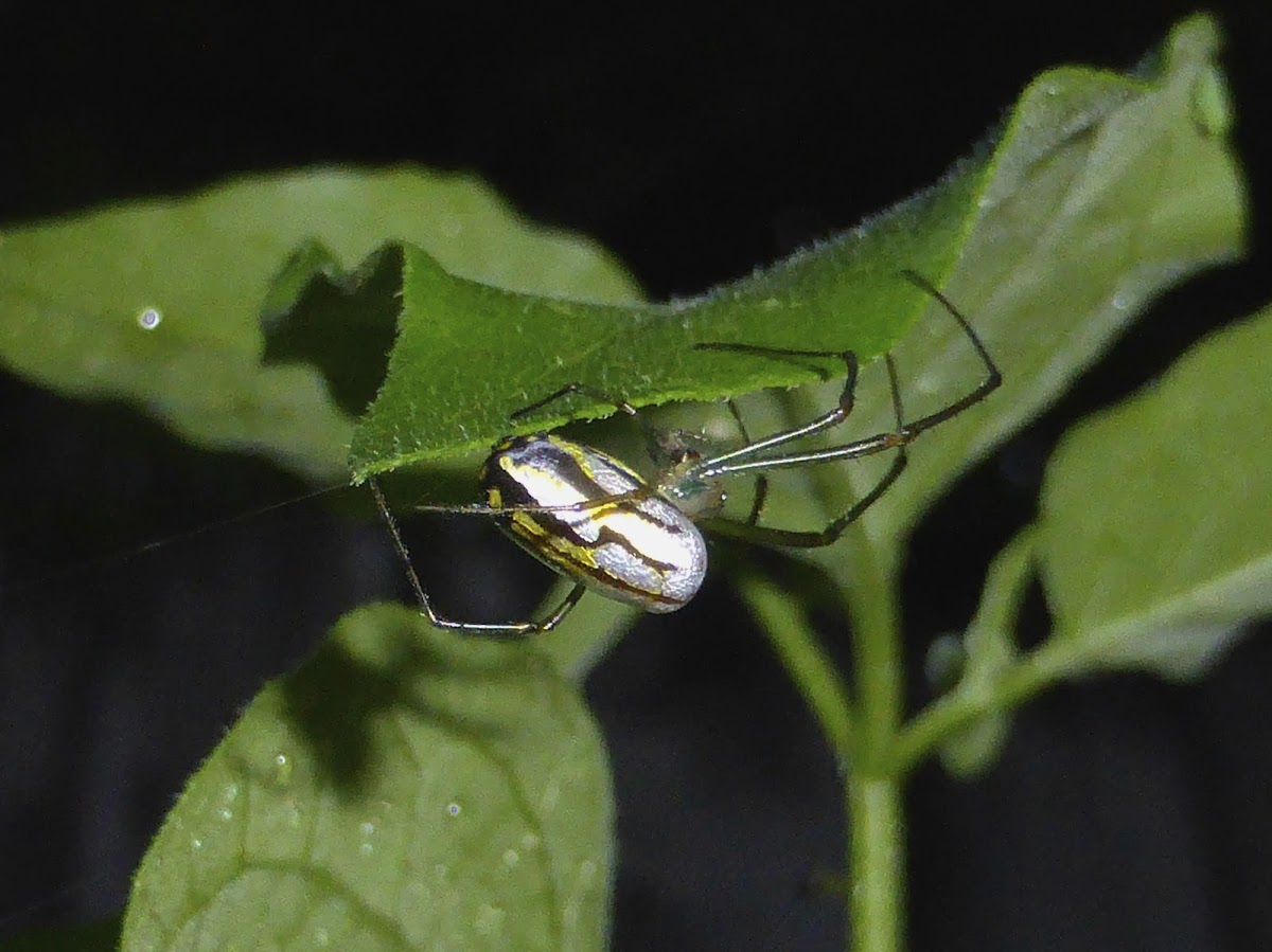 Argyra Orbweaver