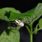 Argyra Orbweaver