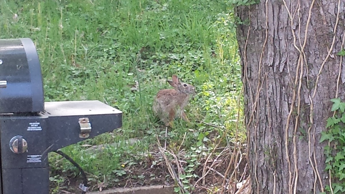 Eastern Cottontail