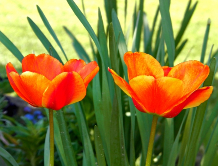 Tulips di martapdn