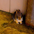 Eastern Cottontail