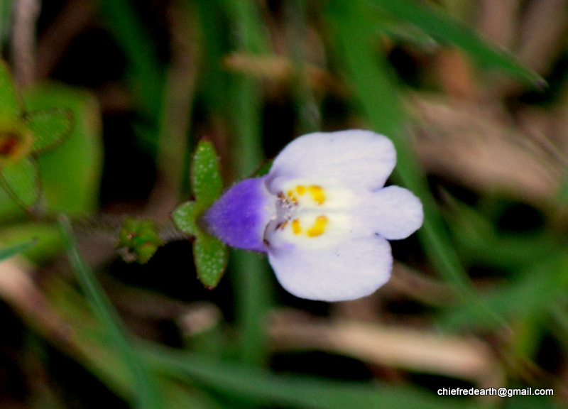 Lindernia sp.