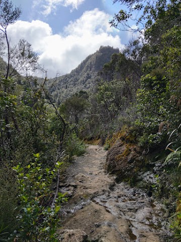 Pinnacles Walk Kauaeranga Kauri Trail