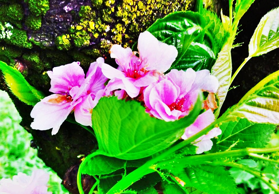 3 fiori rosa di LolleDimo