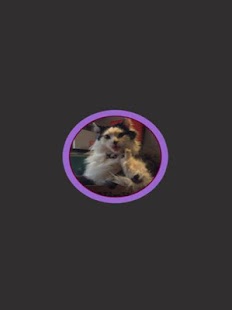Imágenes de Gatos Screenshots 0