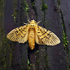 Lichen Moth