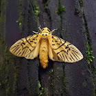 Lichen Moth