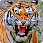 Cover Image of Descargar Fondos de tigre 1.0 APK