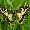 Old World swallowtail (Μαχάωνας)