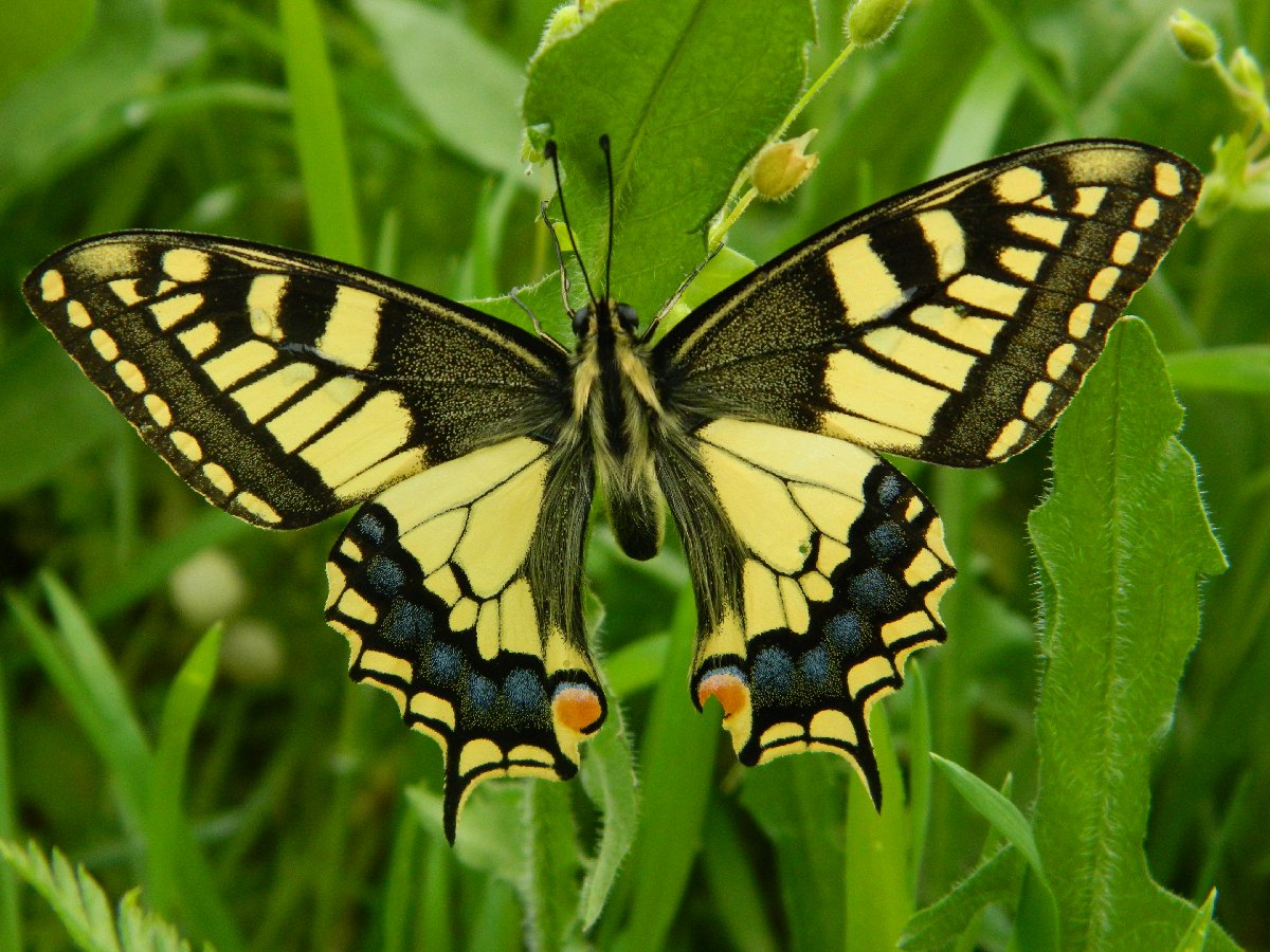 Old World swallowtail (Μαχάωνας)