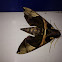 Hawkmoth