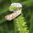 Heliotrope Moth