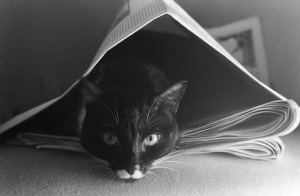 Cat under the journal di Giorgio_23