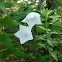 Willow Bellflower (Peachleaf Bellflower)